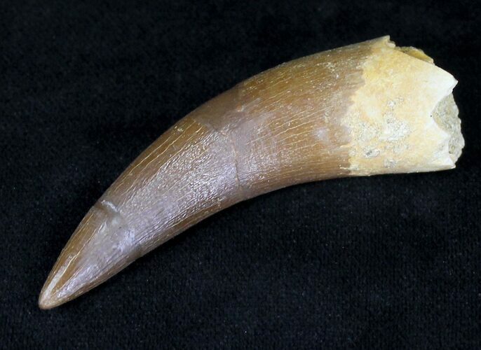 Fossil Plesiosaur Tooth #20728